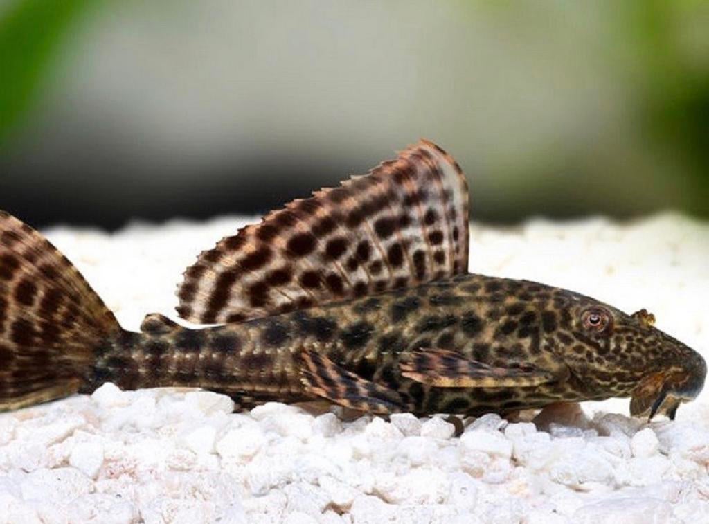 Algeneters aquarium, Dieren en Toebehoren, Ophalen