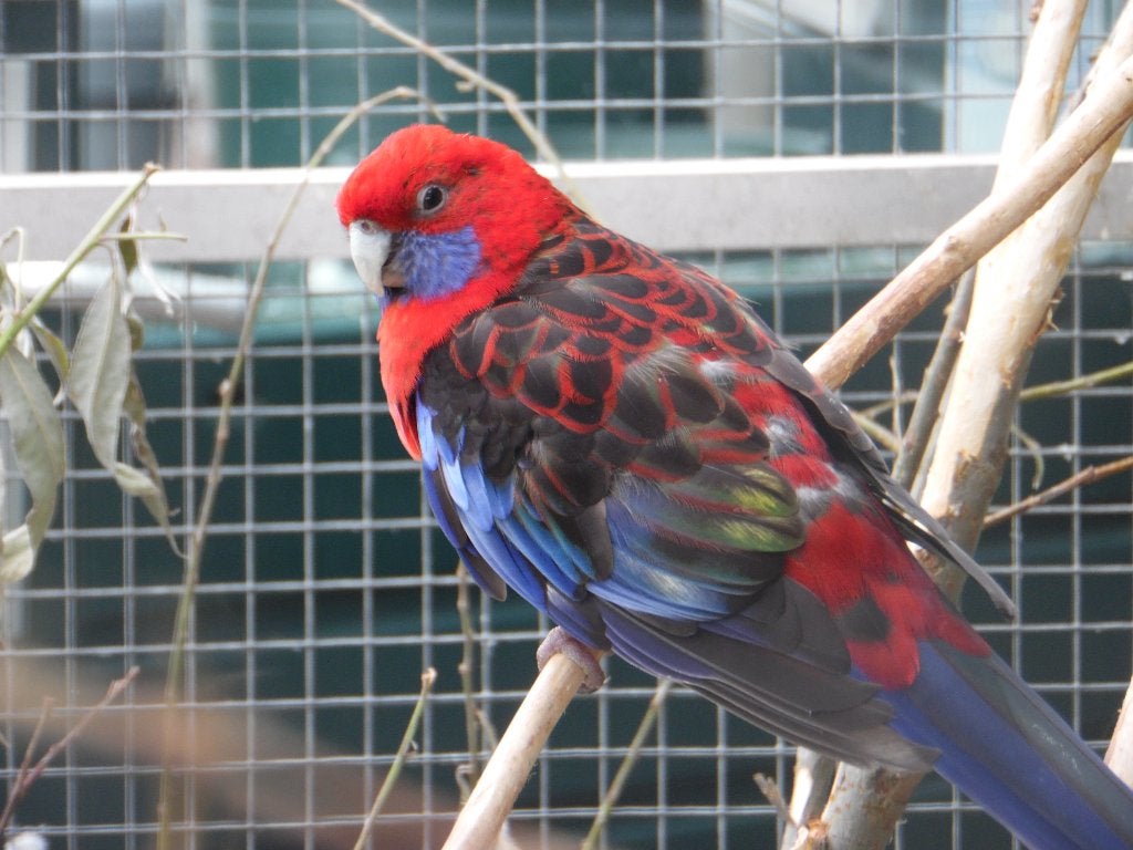 Pennantrosella | Passend advies | Gezonde vogels, Dieren en Toebehoren, Meerdere dieren, Parkiet