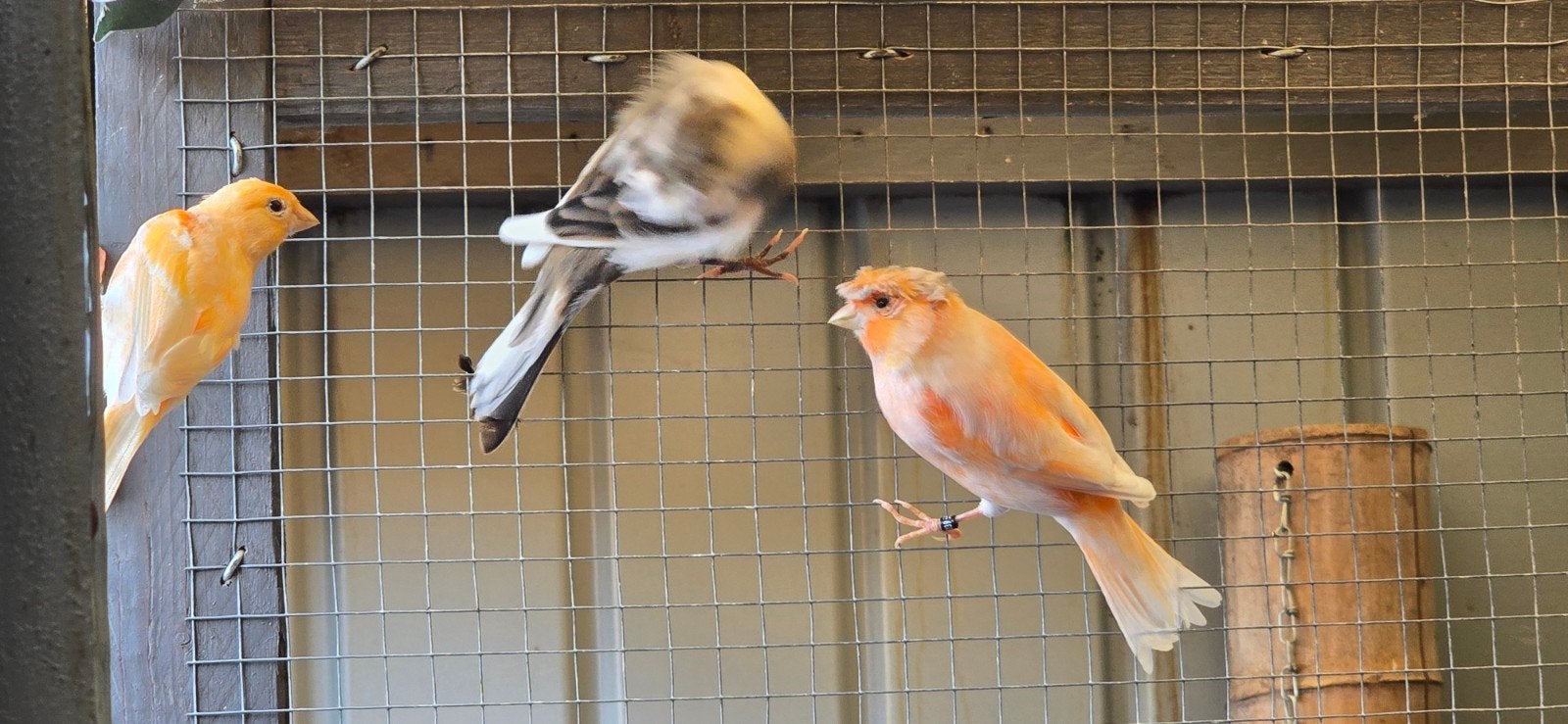 harlekijn kanaries, Meerdere dieren, Kleurkanarie