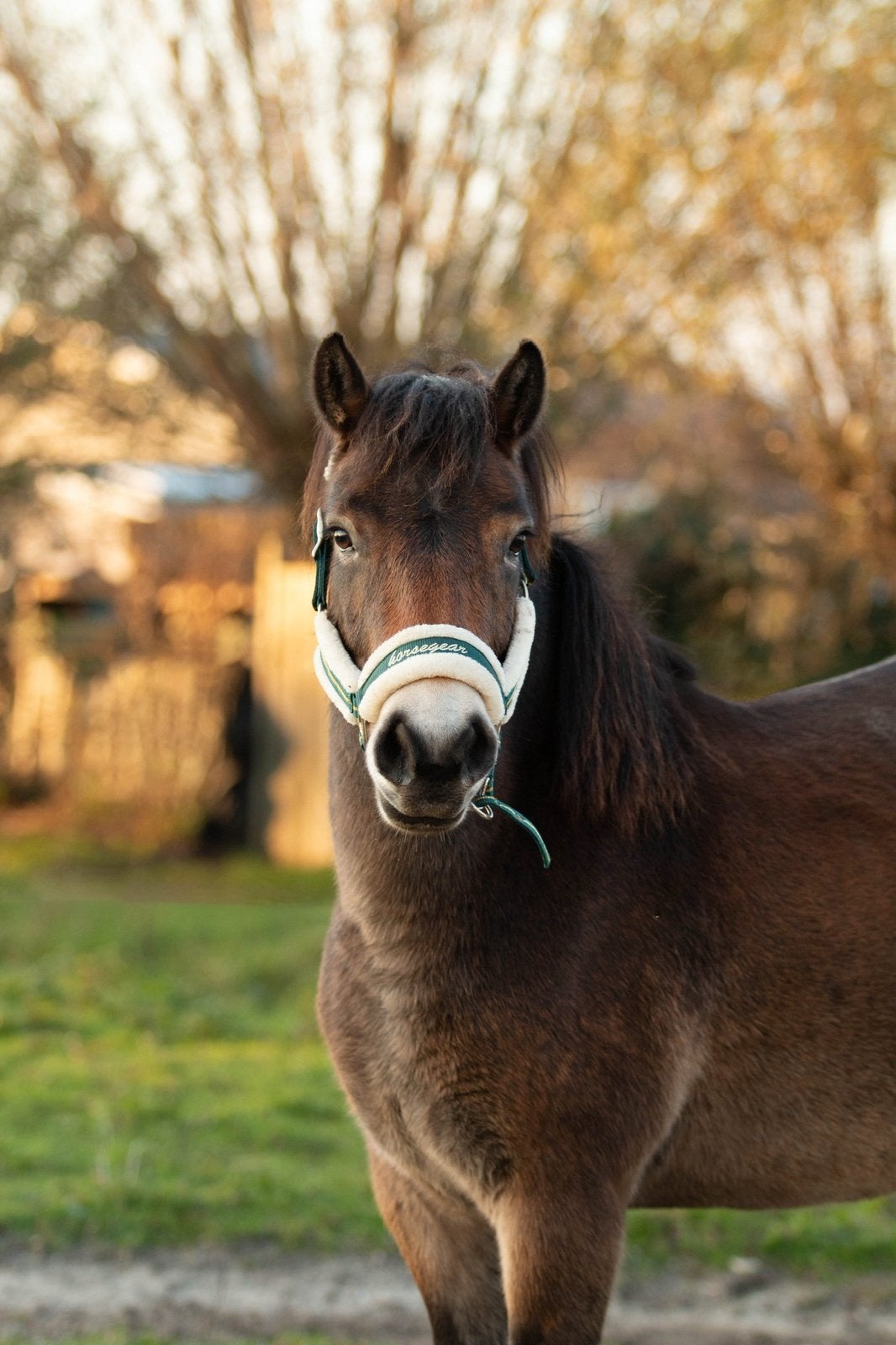 EXMOOR pony te koop, Dieren en Toebehoren, Pony's, Merrie