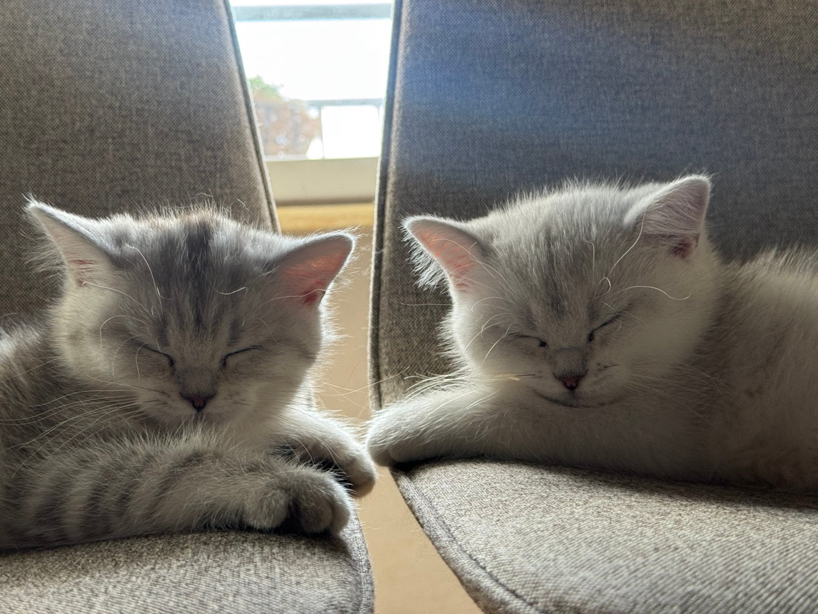 Britse korthaar kittens, Meerdere dieren, Ontwormd, 0 tot 2 jaar