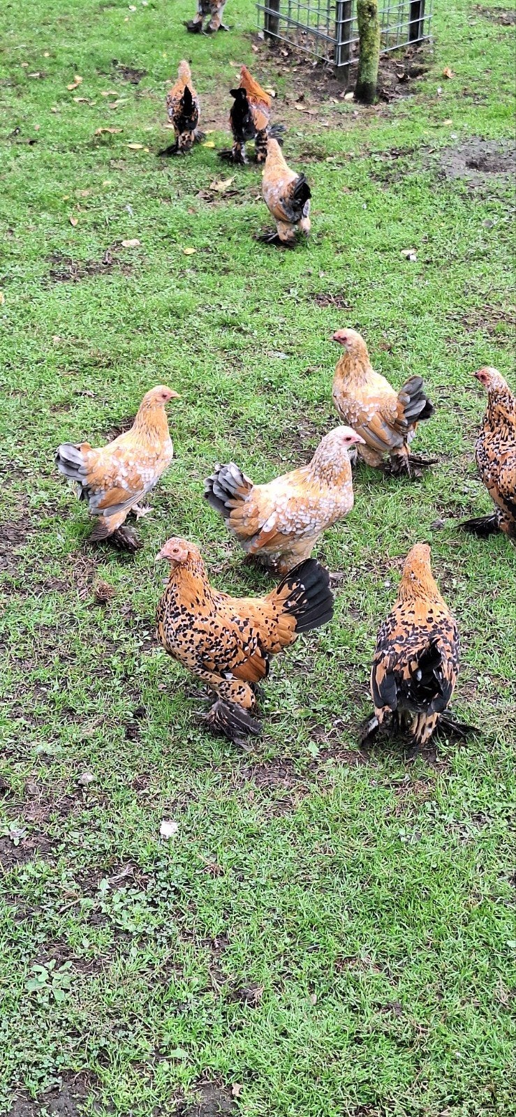 sabelpoot kriel, Dieren en Toebehoren