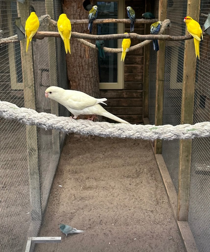 Kakariki koppels, Meerdere dieren, Parkiet