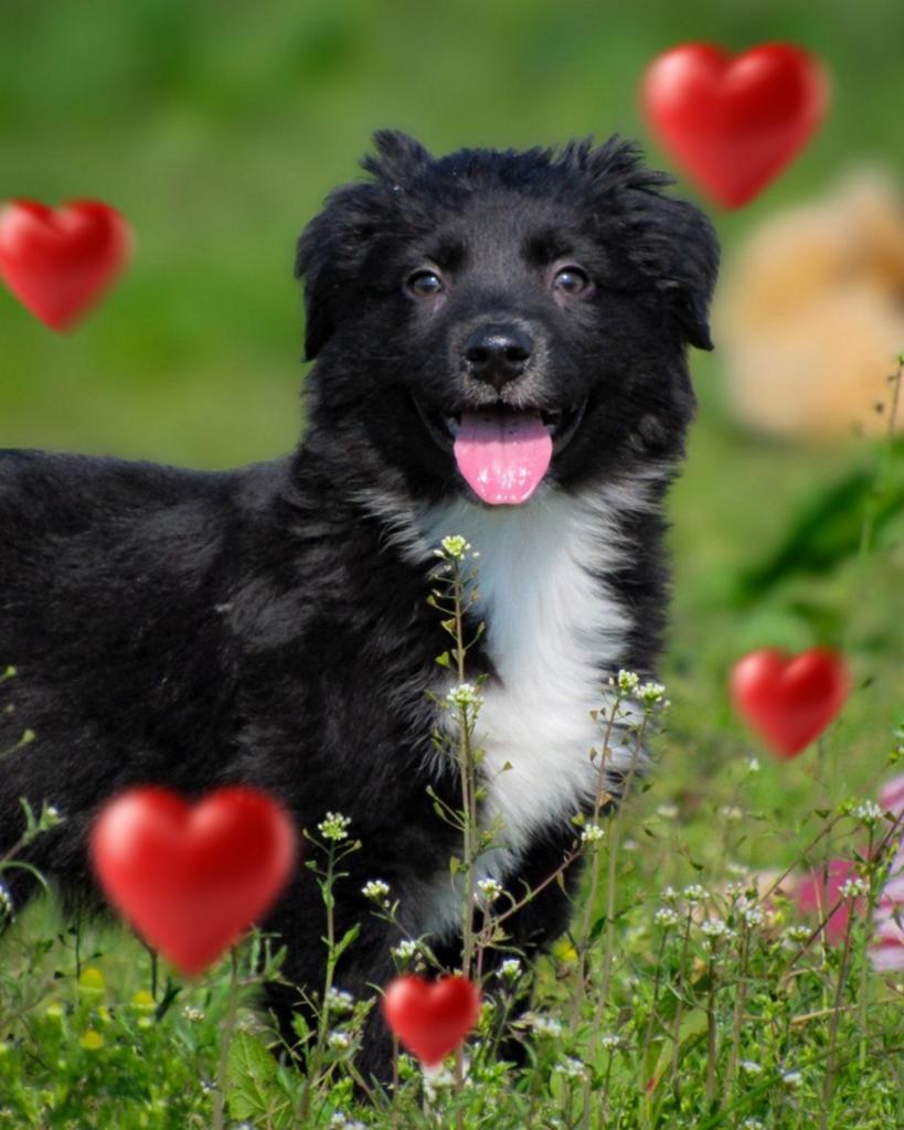 Vrolijke friese stabij x border collie pups mogen verhuizen, Parvo, Overige rassen, 8 tot 15 weken, Meerdere