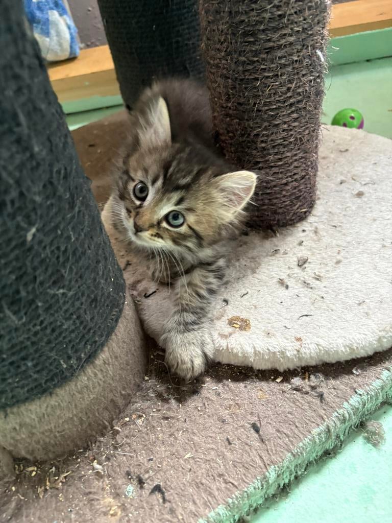 Ragdoll kittens., Dieren en Toebehoren, Katten en Kittens | Raskatten | Langhaar, Meerdere dieren, Ontwormd, 0 tot 2 jaar