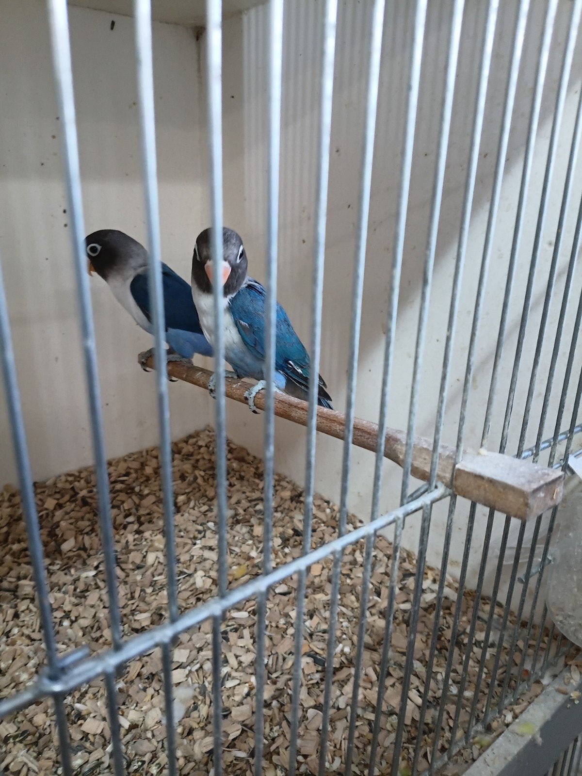 personata, Meerdere dieren, Dwergpapegaai of Agapornis