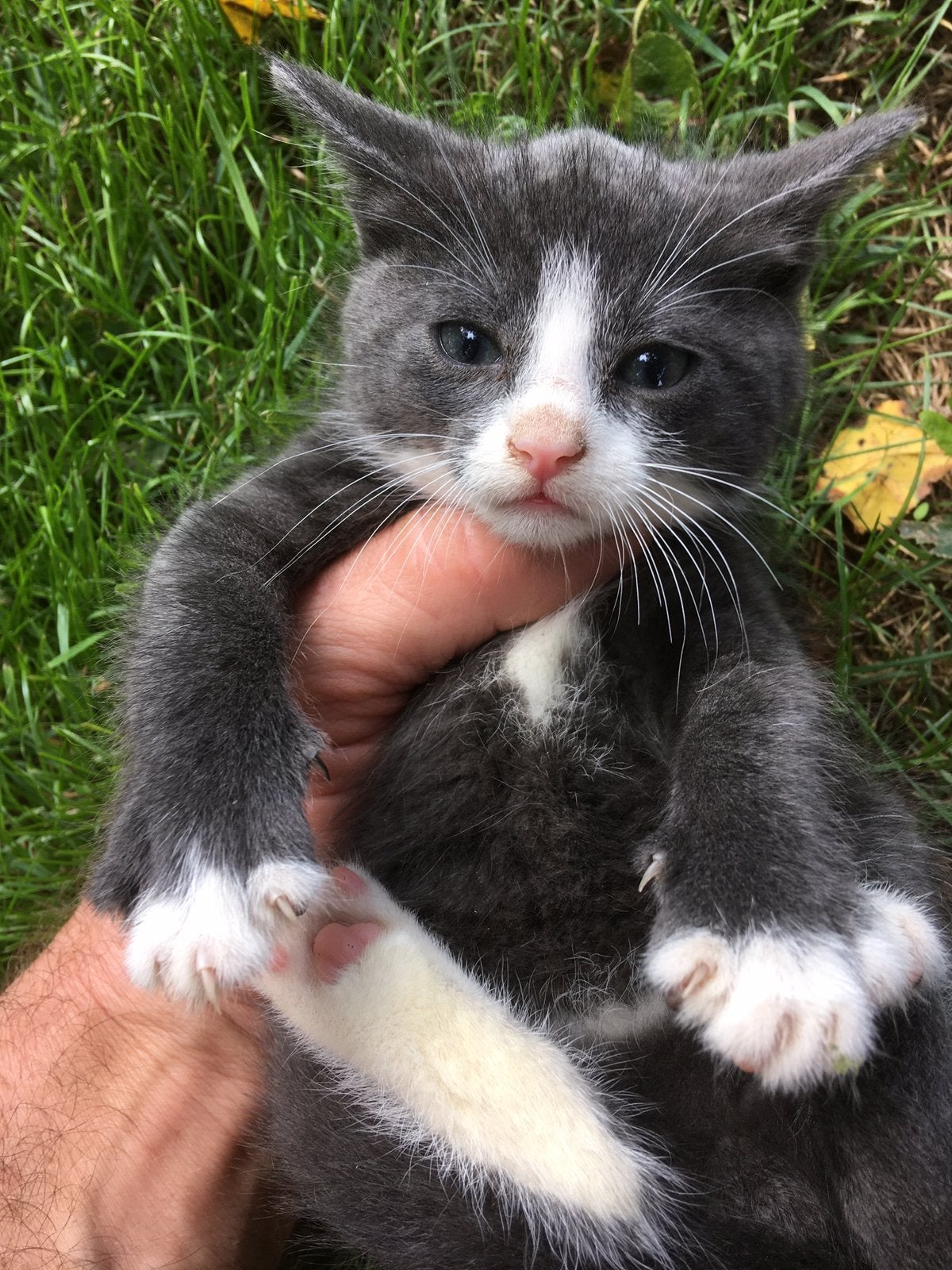 Kittens te koop!, Meerdere dieren, Kortharig