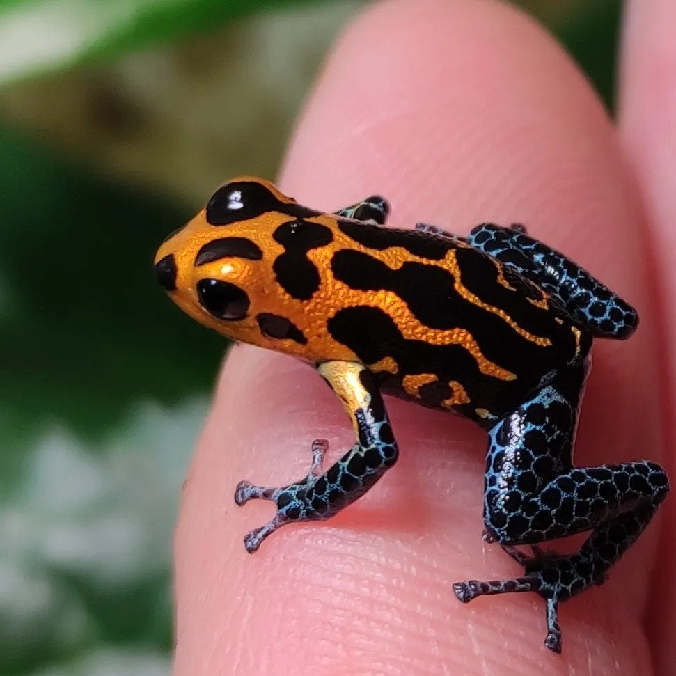 Ranitomeya imitator 'Varadero'