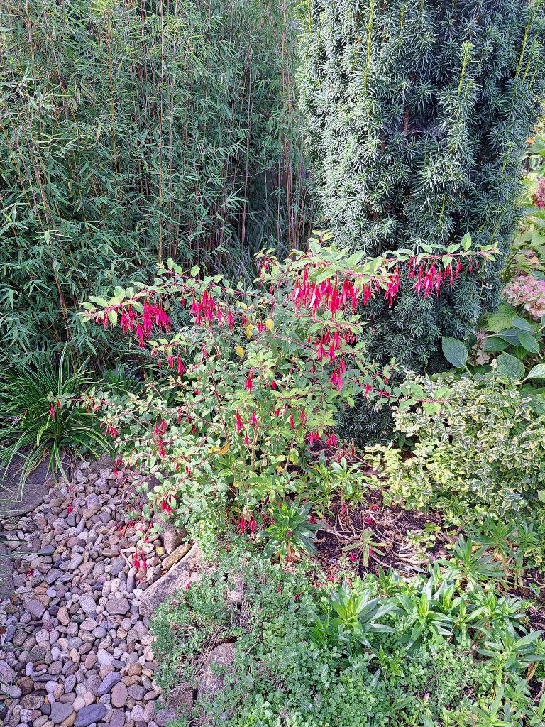 Tuinfuchsia, Bellenplant, Volle zon, Vaste plant, Zomer, Ophalen
