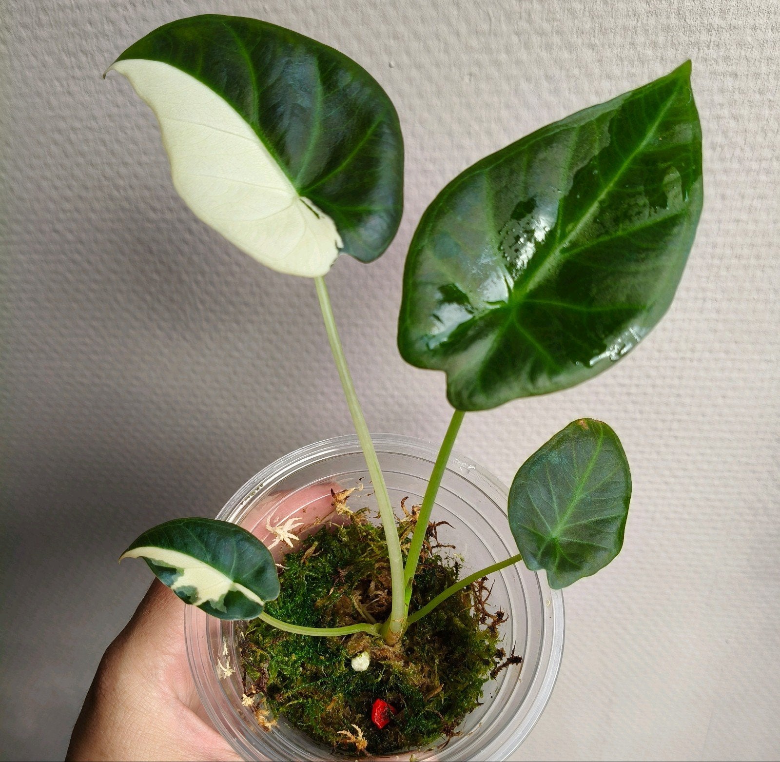 Alocasia Regal Shield Albo, Ophalen of Verzenden, Halfschaduw, Minder dan 100 cm