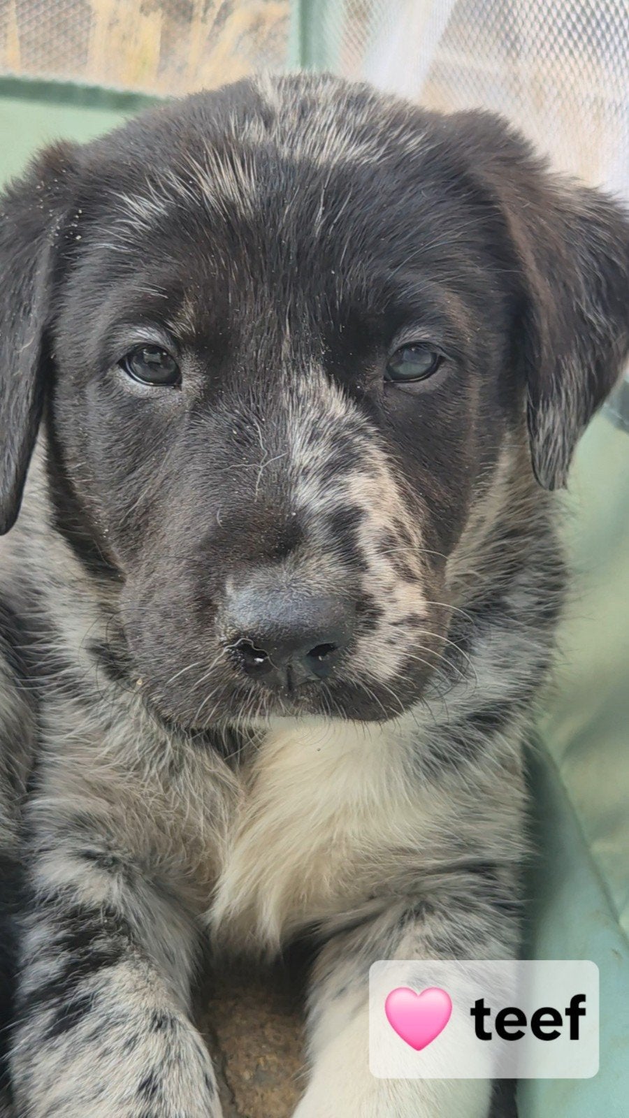 Borador Pups, nog 3x teef, 2x reu, Parvo, Overige rassen, 8 tot 15 weken, Meerdere