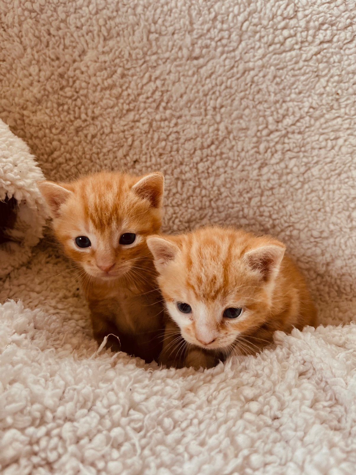 Kittens, Meerdere dieren