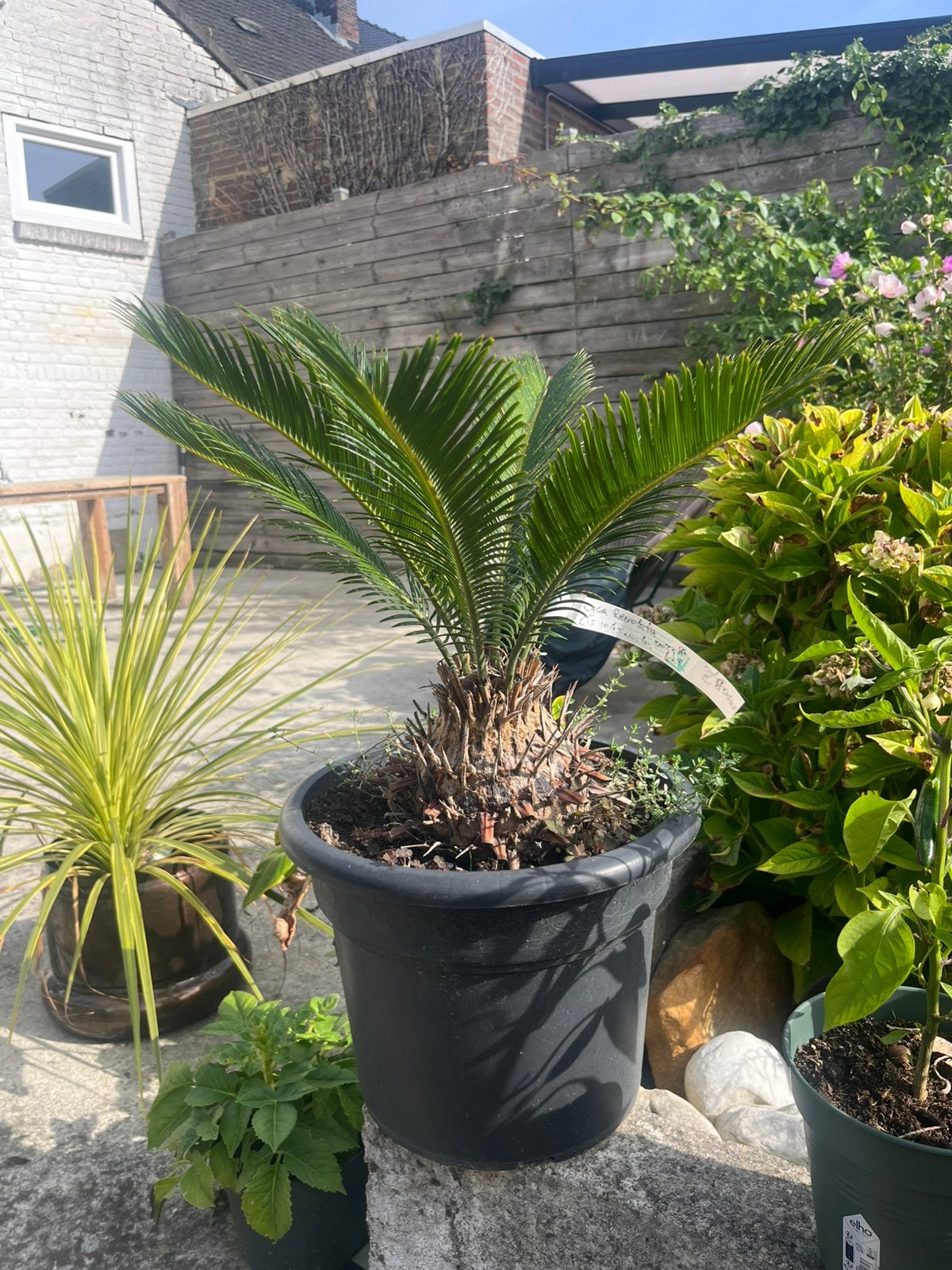 Cyca Revoluta - Vredespalm, Tuin en Terras, Bloeit niet, Ophalen of Verzenden, Minder dan 100 cm, Palmboom