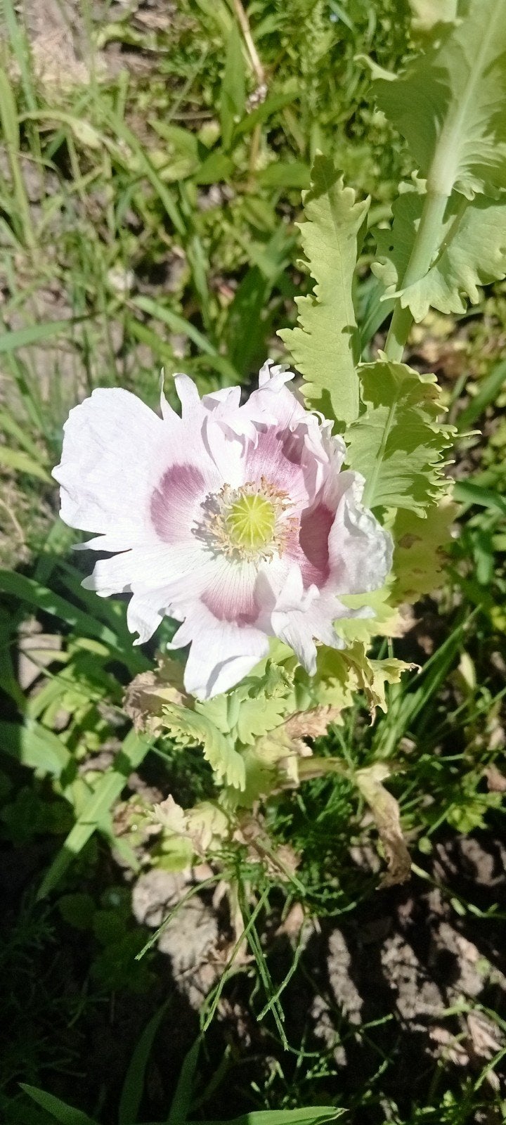 Papaver somniferum Okinanga zaden, Ophalen of Verzenden, Voorjaar, Volle zon, Zaad
