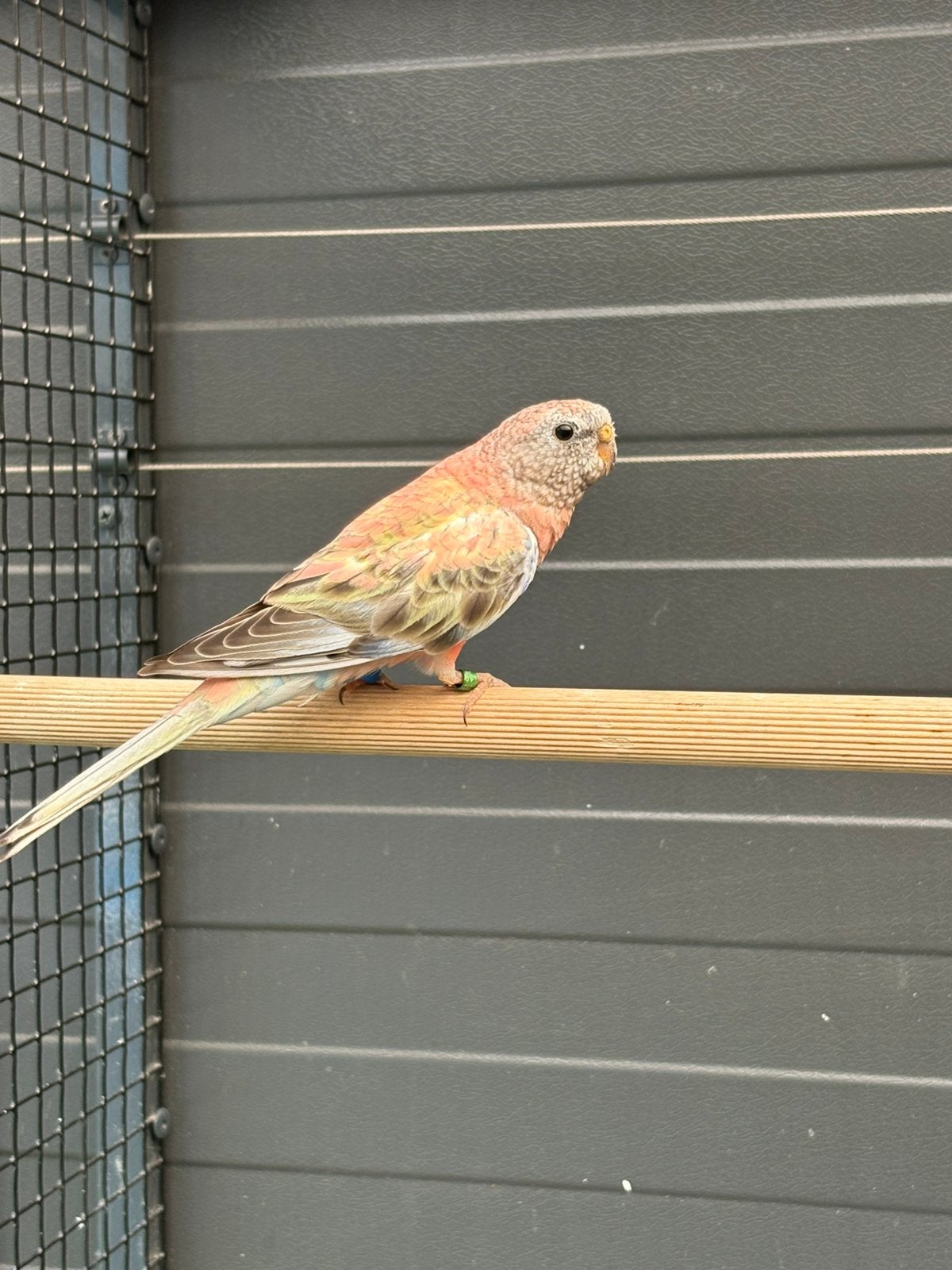 Bourke parkiet pop, Vrouwelijk, Parkiet, Geringd