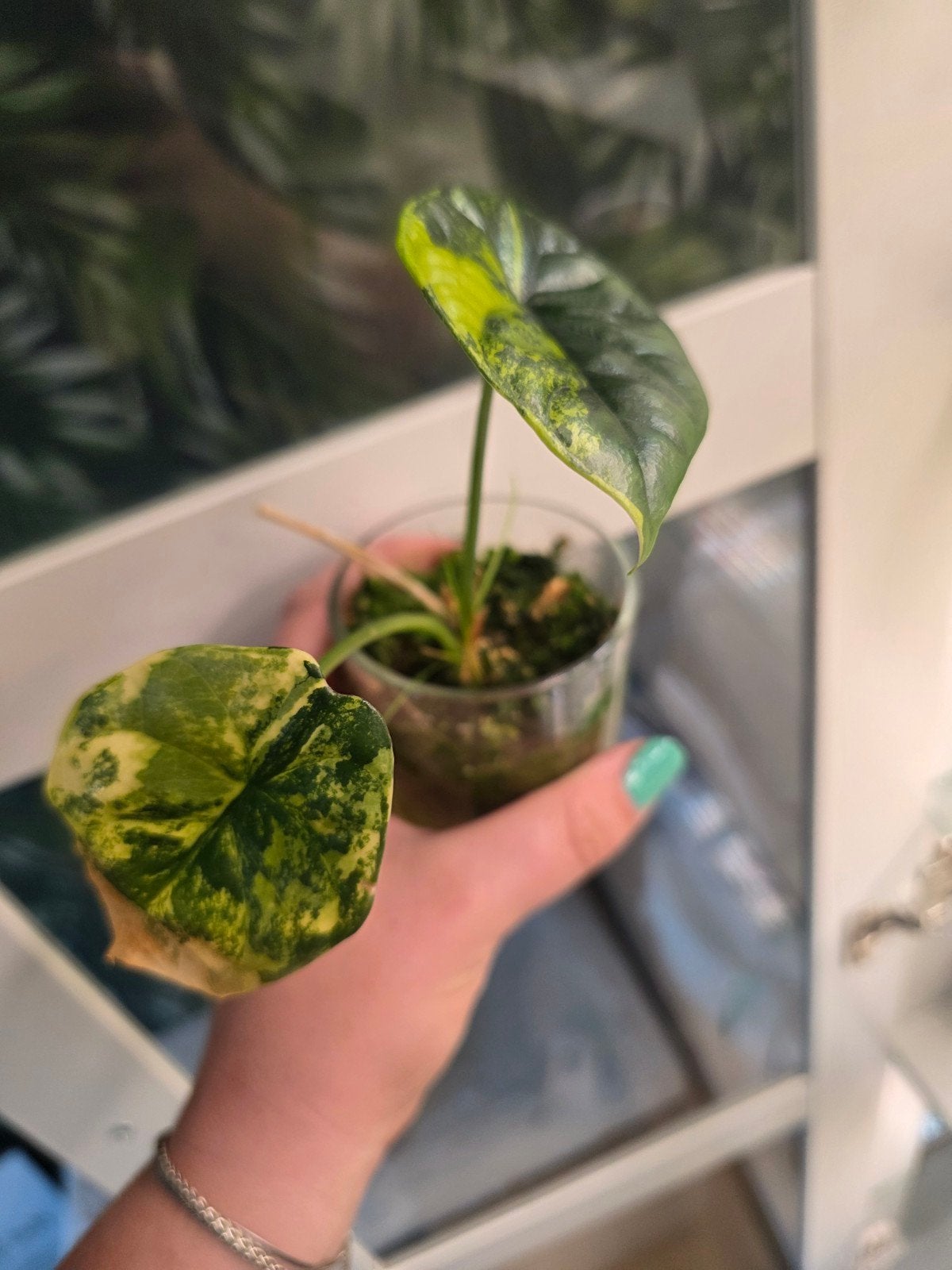 alocasia dragonscale aurea