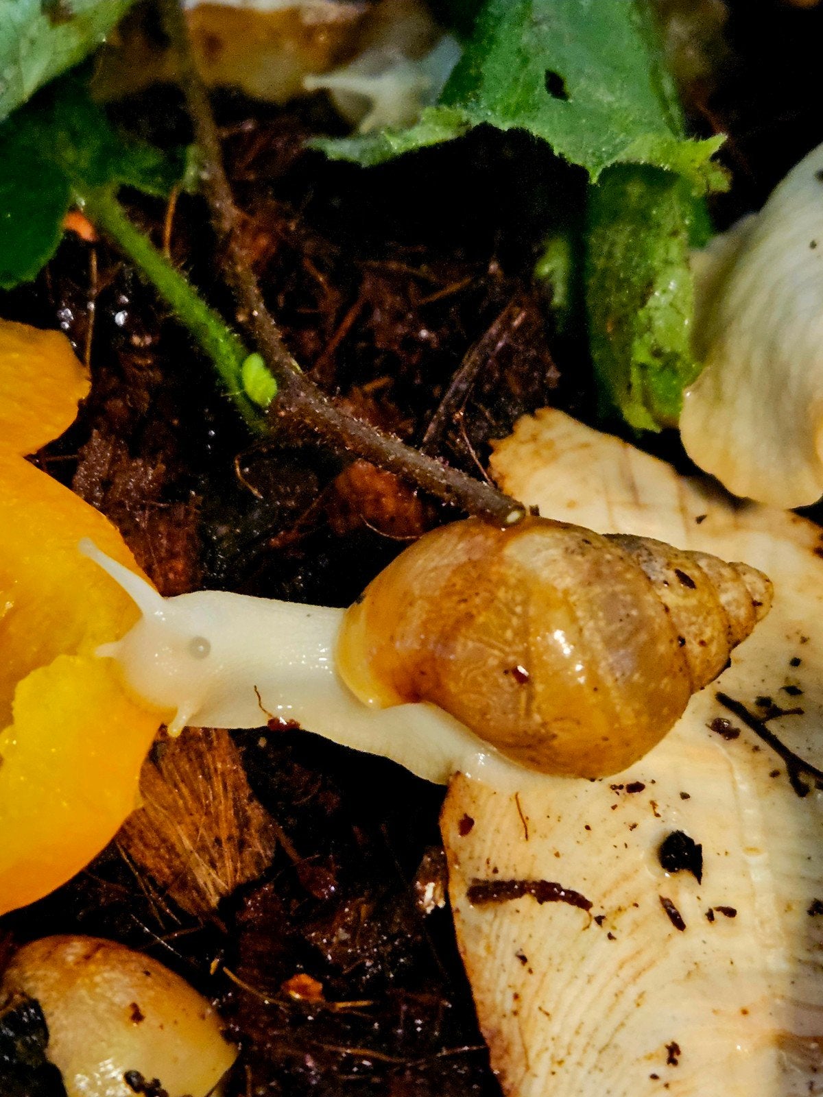 Afrikaanse Reuzenslakken - Albino - Agaat Slak - Agaatslak, Overige soorten