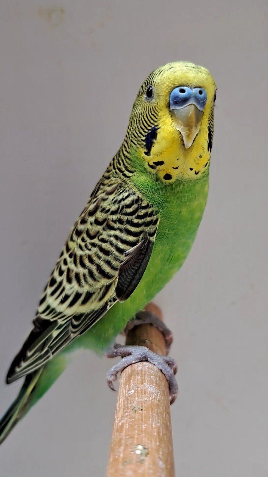 Wildkleur grasparkiet man, 3 maanden oud (split ino en blauw, Dieren en Toebehoren, Vogels | Parkieten en Papegaaien, Mannelijk