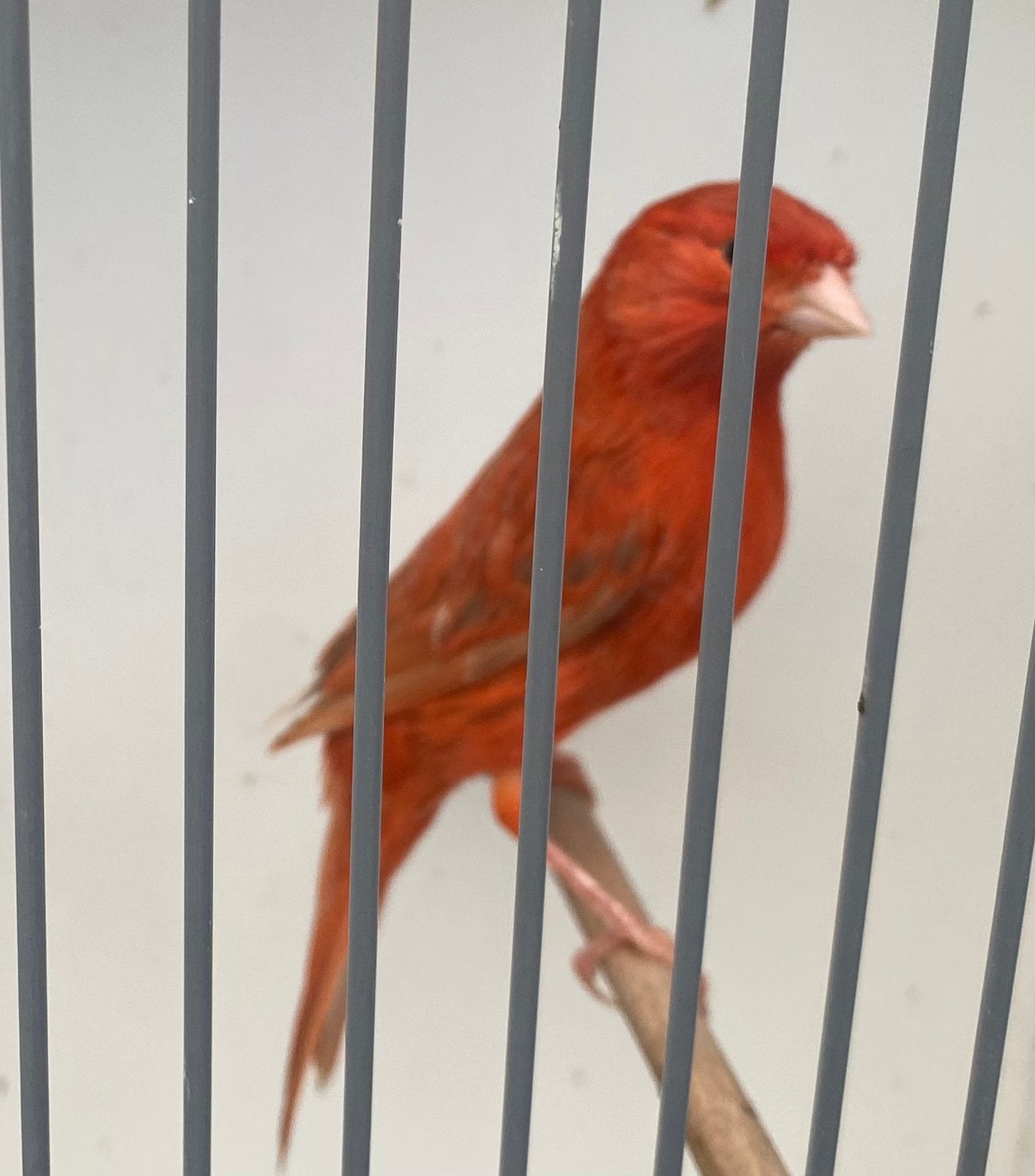 Isabel Rood Intensief, Dieren en Toebehoren, Mannelijk, Kleurkanarie