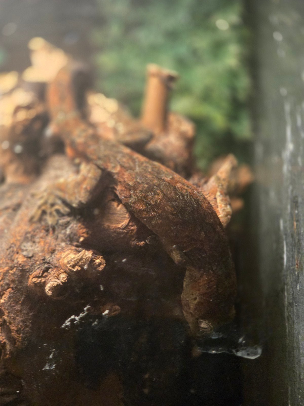 Mainland gekko Leopard Gecko - male for sale from Eric