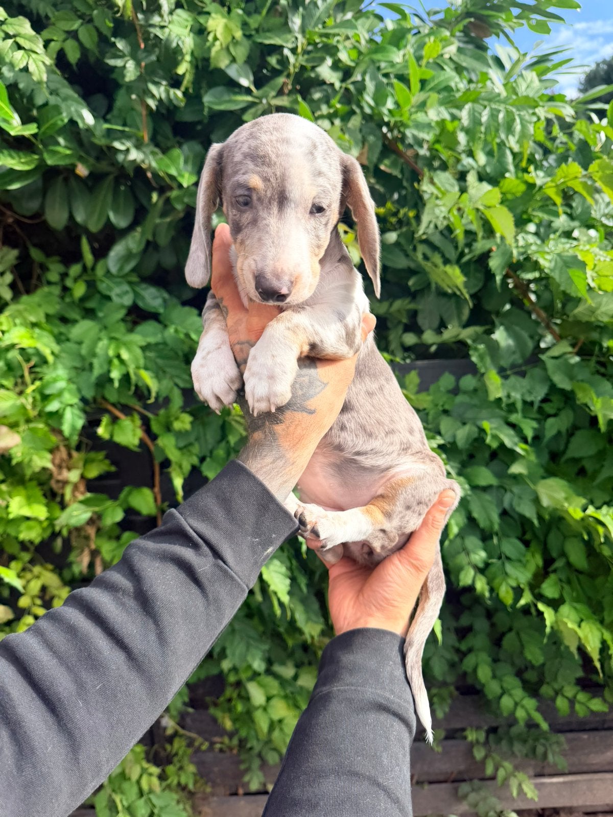 Huiskamernest Dwerg teckel pups getijgerd nog 1 teefje, CDV (hondenziekte), 8 tot 15 weken, Korthaar, Dwerg