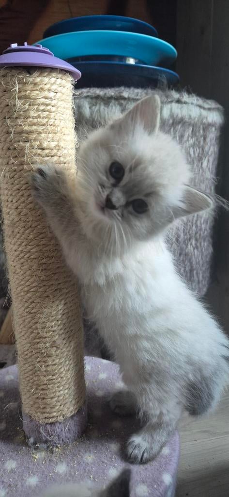 Ragdoll kittens, Meerdere dieren, Gechipt