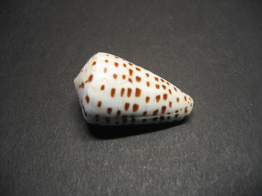 Schelpen: Conus eburneus  Hwass in Bruguière,  1792.  , Ophalen of Verzenden, Schelp(en)