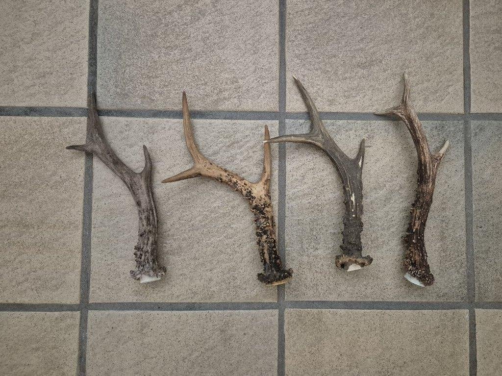 4 Ree Gewei Stangentjes samen €19 - Natuurlijke Decoratie, Ophalen of Verzenden, Gebruikt, Hert, Gewei of Kop