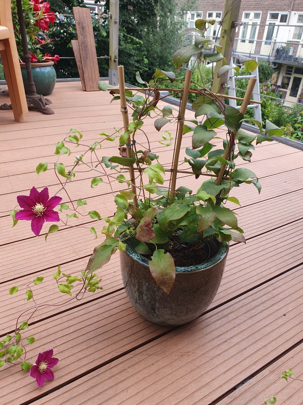 Bloempot net passieplant, Ophalen, Volle zon, Overige soorten, Minder dan 100 cm