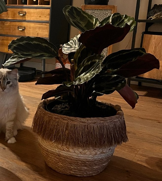Mooie bohemian mand voor binnenplant van riet / zeegras, Ophalen, Overige soorten, Halfschaduw, In pot