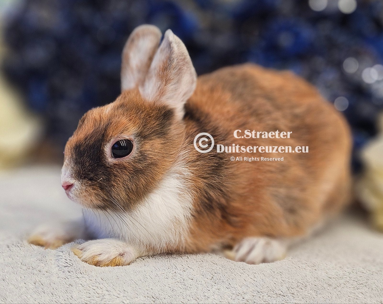De ENIGE ECHTE mini loffelohr konijntjes, Meerdere dieren, Dwerg
