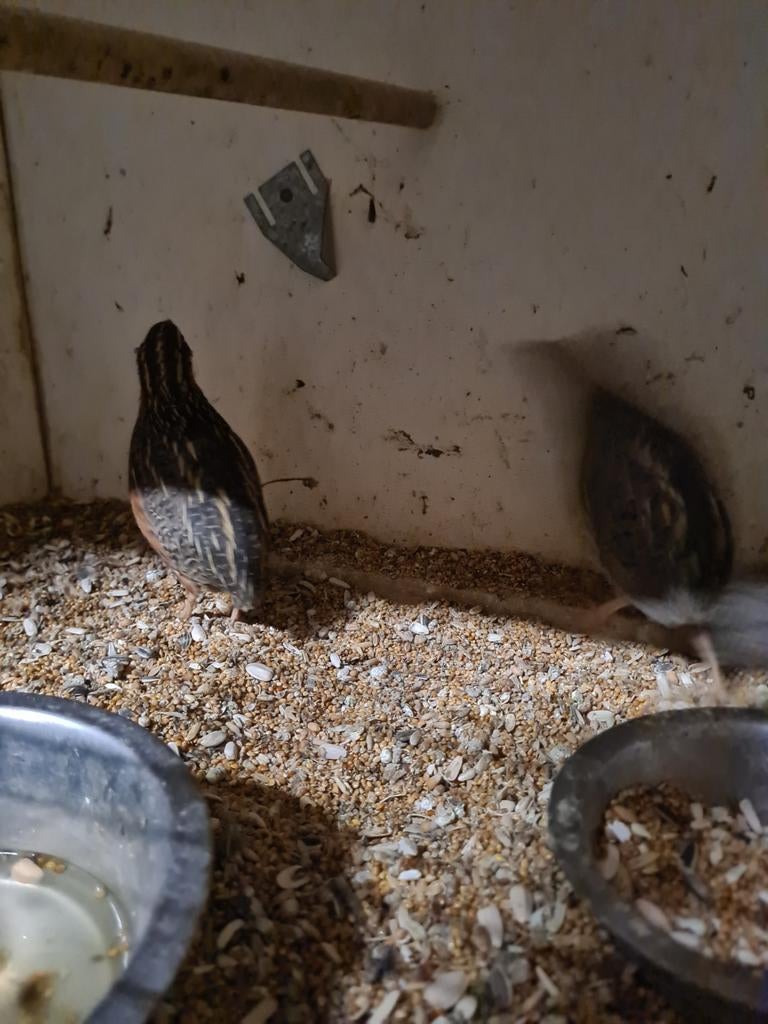Koppel harkelijn kwartels, Meerdere dieren