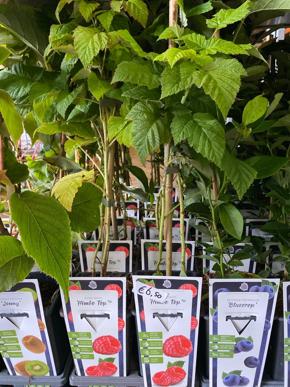Rode Framboos 'Himbo Top' - Fruitplant voor eigen tuin, Tuin en Terras, Ophalen, Volle zon, Vaste plant, Zomer