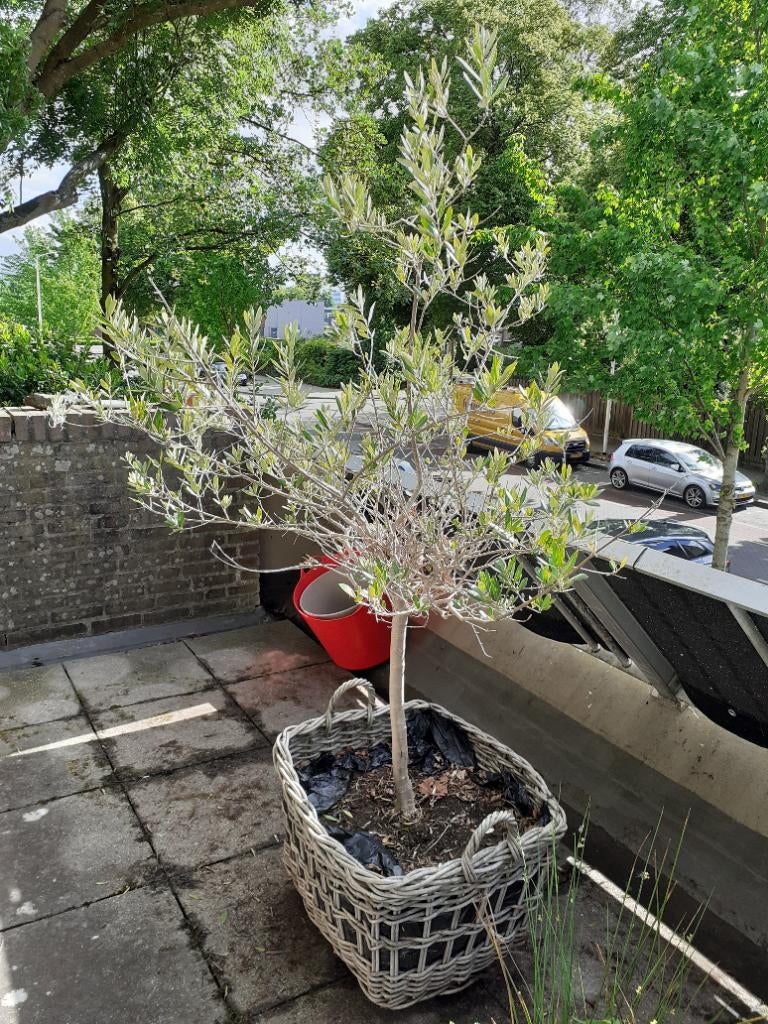 Olijfboom, Bloeit niet, 100 tot 250 cm, Olijfboom, Ophalen