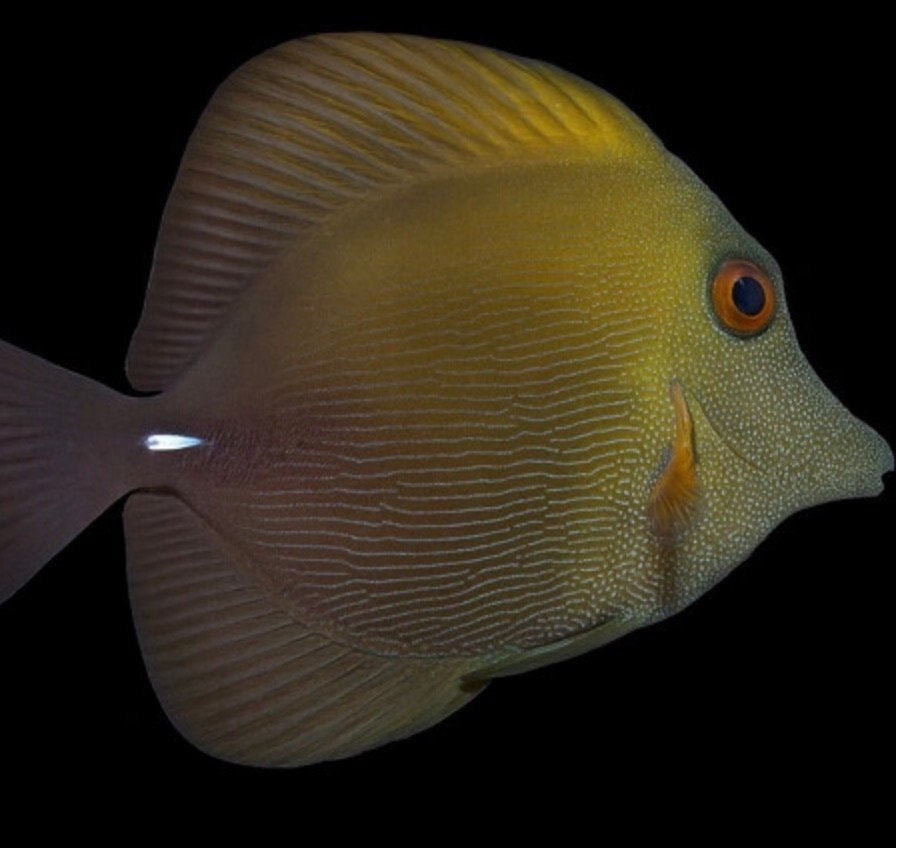Zebrasoma scopas (Bruine Zeilvindoktersvis), Vis, Zoutwatervis