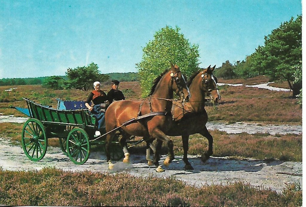 Ermelo- -Tweespan op de heide., Verzenden, 1960 tot 1980, Ongelopen, Gelderland