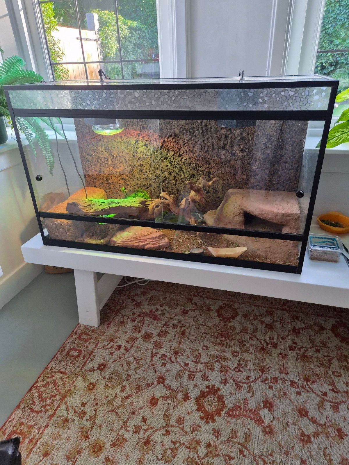 Baardagaam 5 jaar incl ruim terrarium, Dieren en Toebehoren, Ophalen