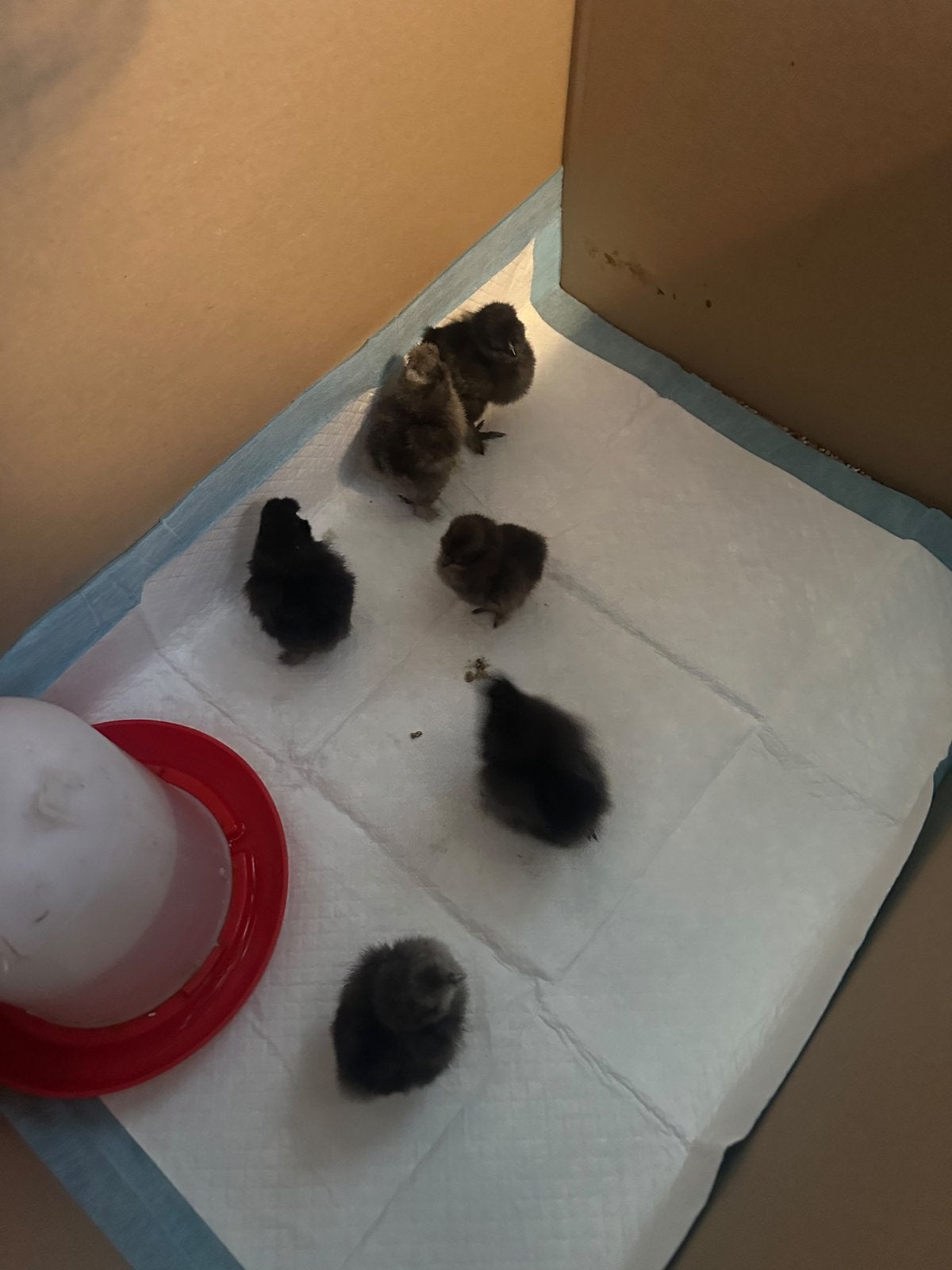 Zijdehoen kuikens, Dieren en Toebehoren