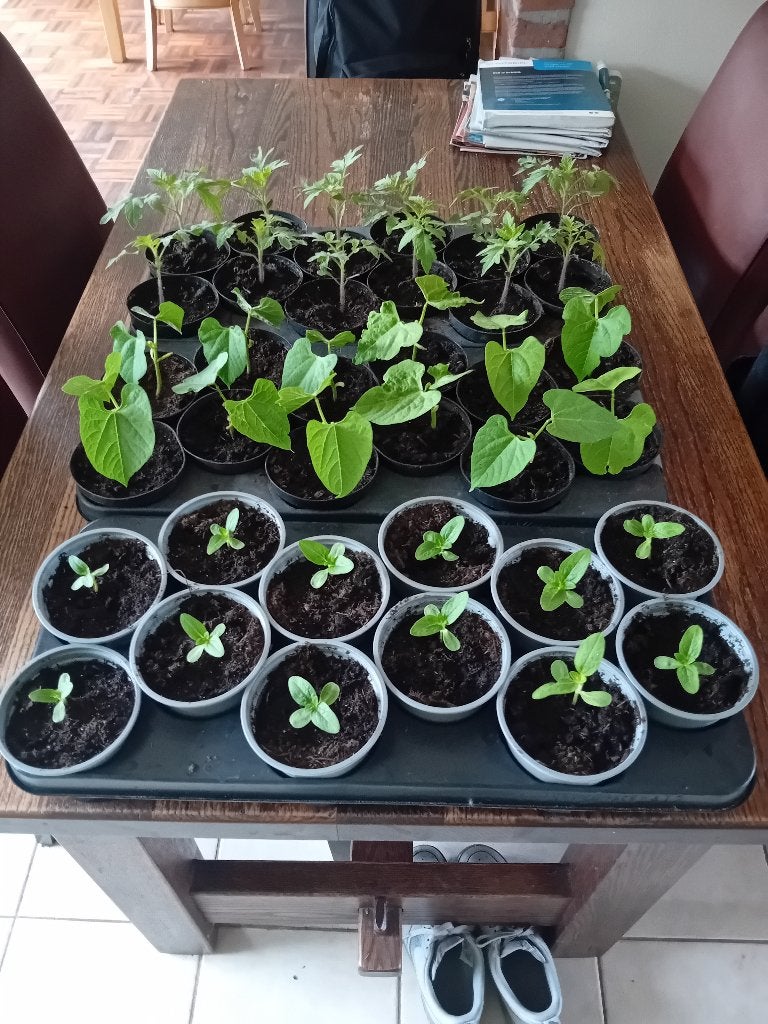 Moestuinplantjes duurzaam geteeld, Tuin en Terras, Ophalen, Eenjarig, Groenteplanten, Volle zon