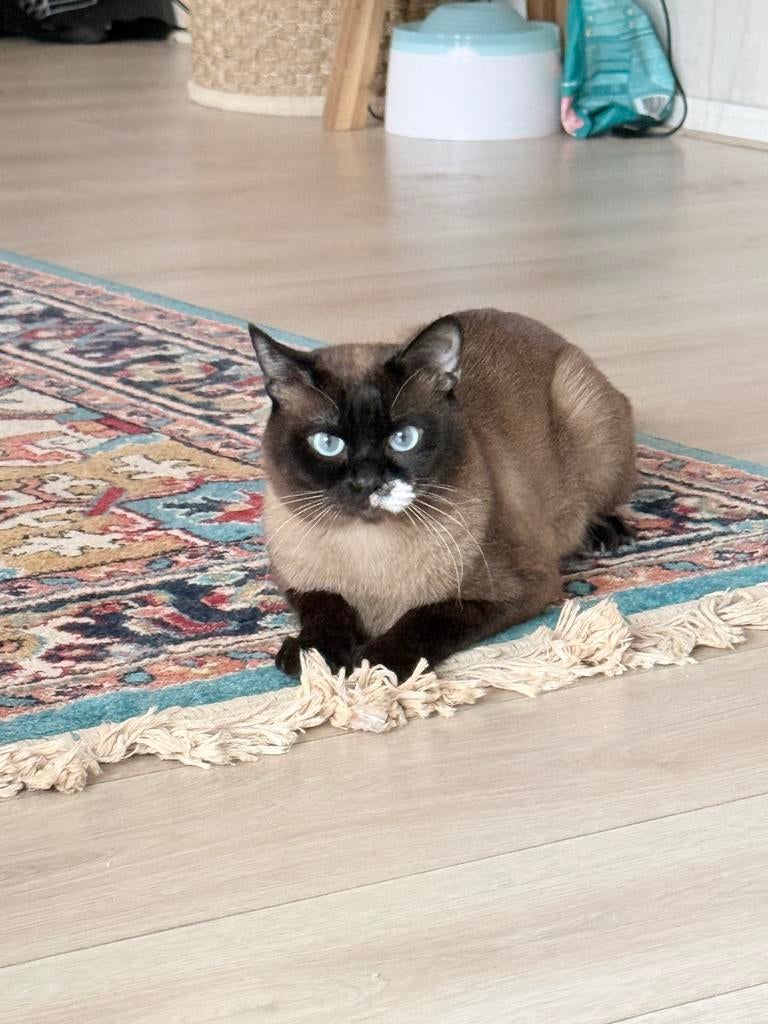 Siamese dekkingen ervaren niet te koop, Dieren en Toebehoren, Katten en Kittens | Overige Katten, Kater