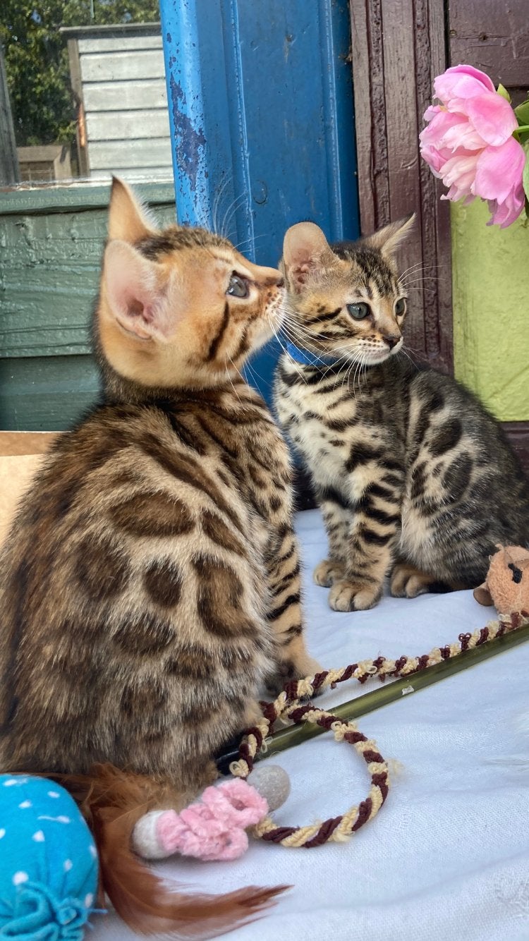 Bengaal kittens met STAMBOOM, Poes, Met stamboom, 0 tot 2 jaar