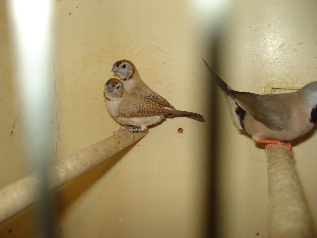 te ruil aangeboden, Dieren en Toebehoren, Vogels | Overige Vogels, Meerdere dieren, Tropenvogel, Geringd