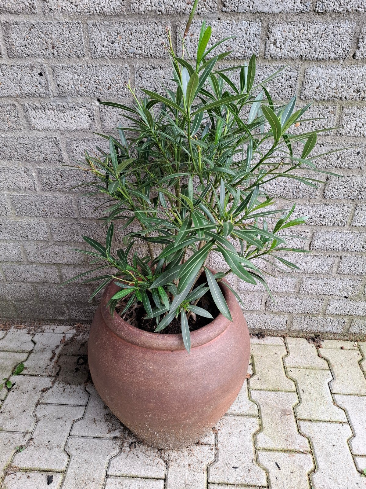 Grote terracotta bloempot met plant, Tuin en Terras, Ophalen, Gebruikt, 40 cm of meer, Rond