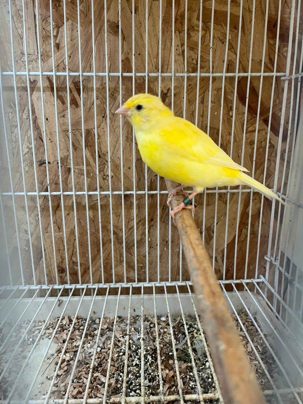 Gele kanarie pop 2026, Dieren en Toebehoren, Vrouwelijk, Kleurkanarie