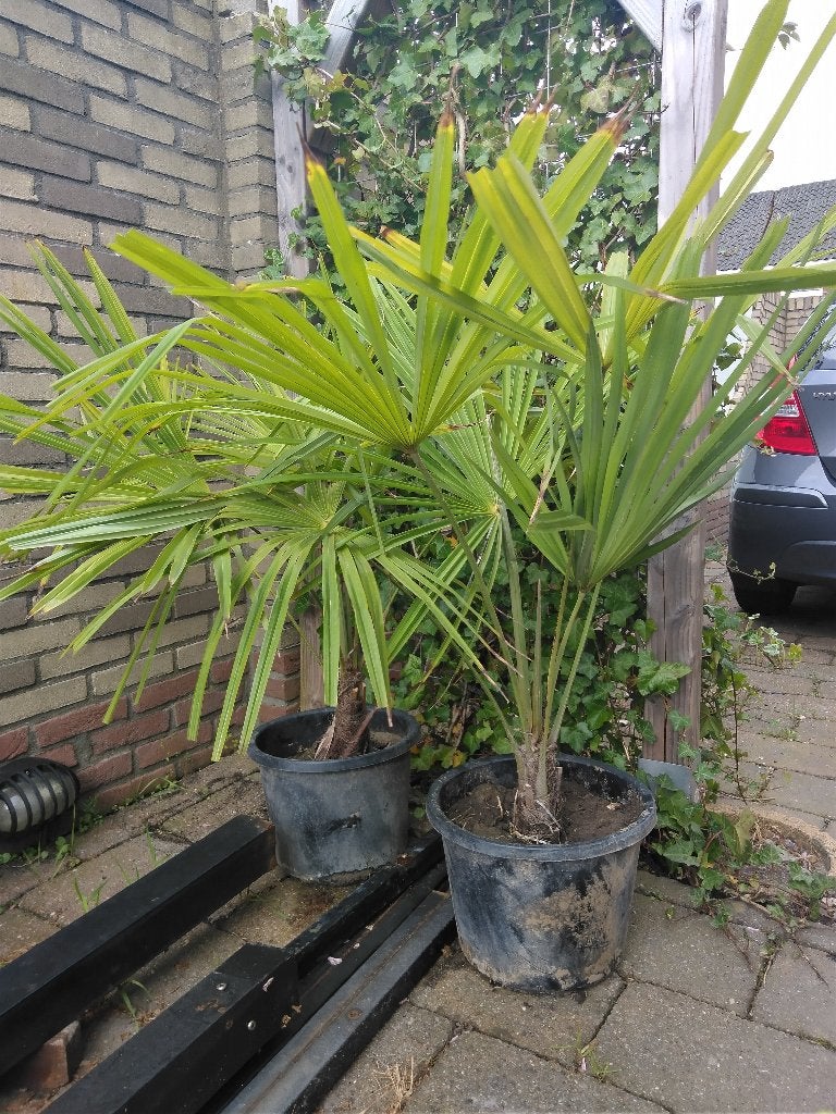Winterharde palmboom Trachycarpus fortunei te koop, Bloeit niet, 100 tot 250 cm, Palmboom, Ophalen