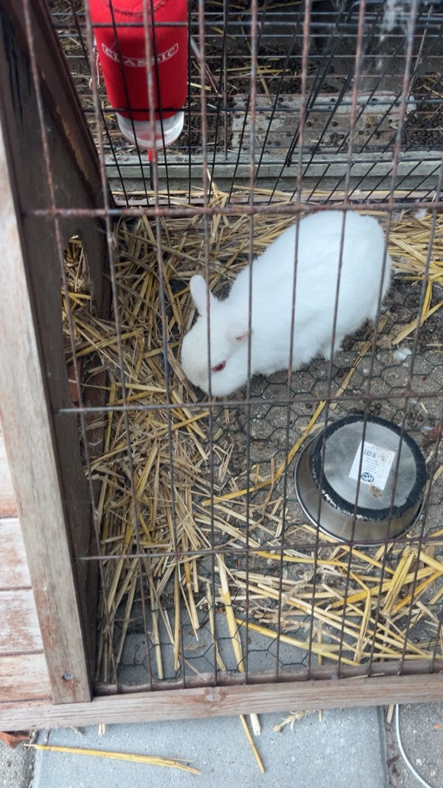 2 Lieve Konijntjes, Dieren en Toebehoren, April, Vrouwelijk, Overige typen, Tam