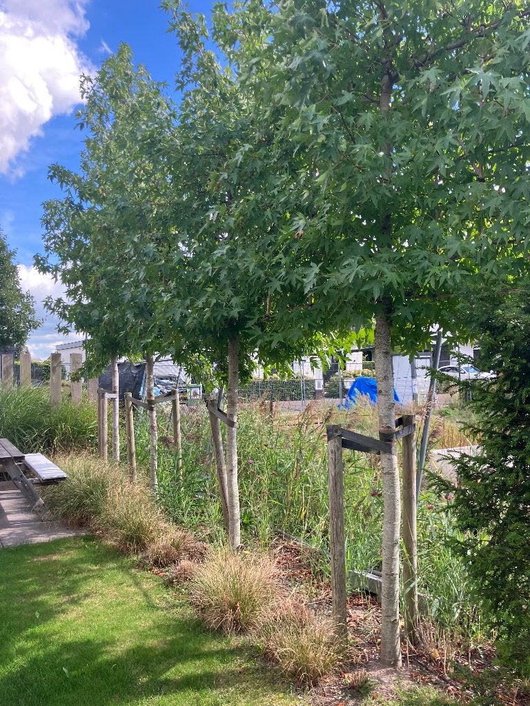 Leibomen beschikbaar, Ophalen, Gebruikt