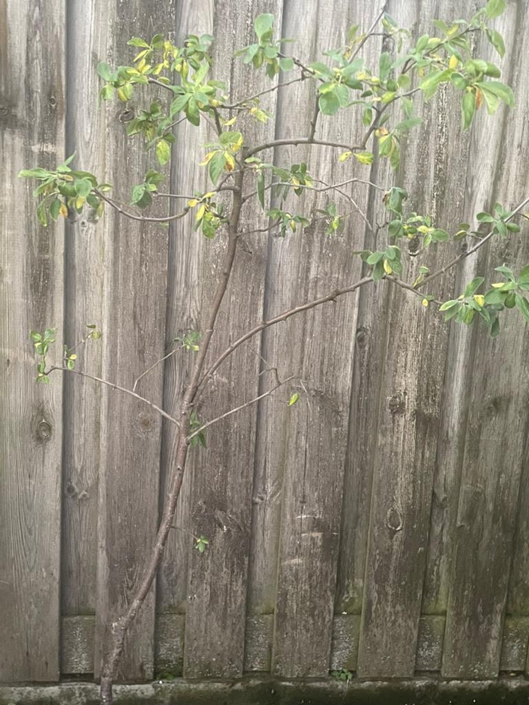 Pruimen boom, Ophalen, Overige soorten, Zomer