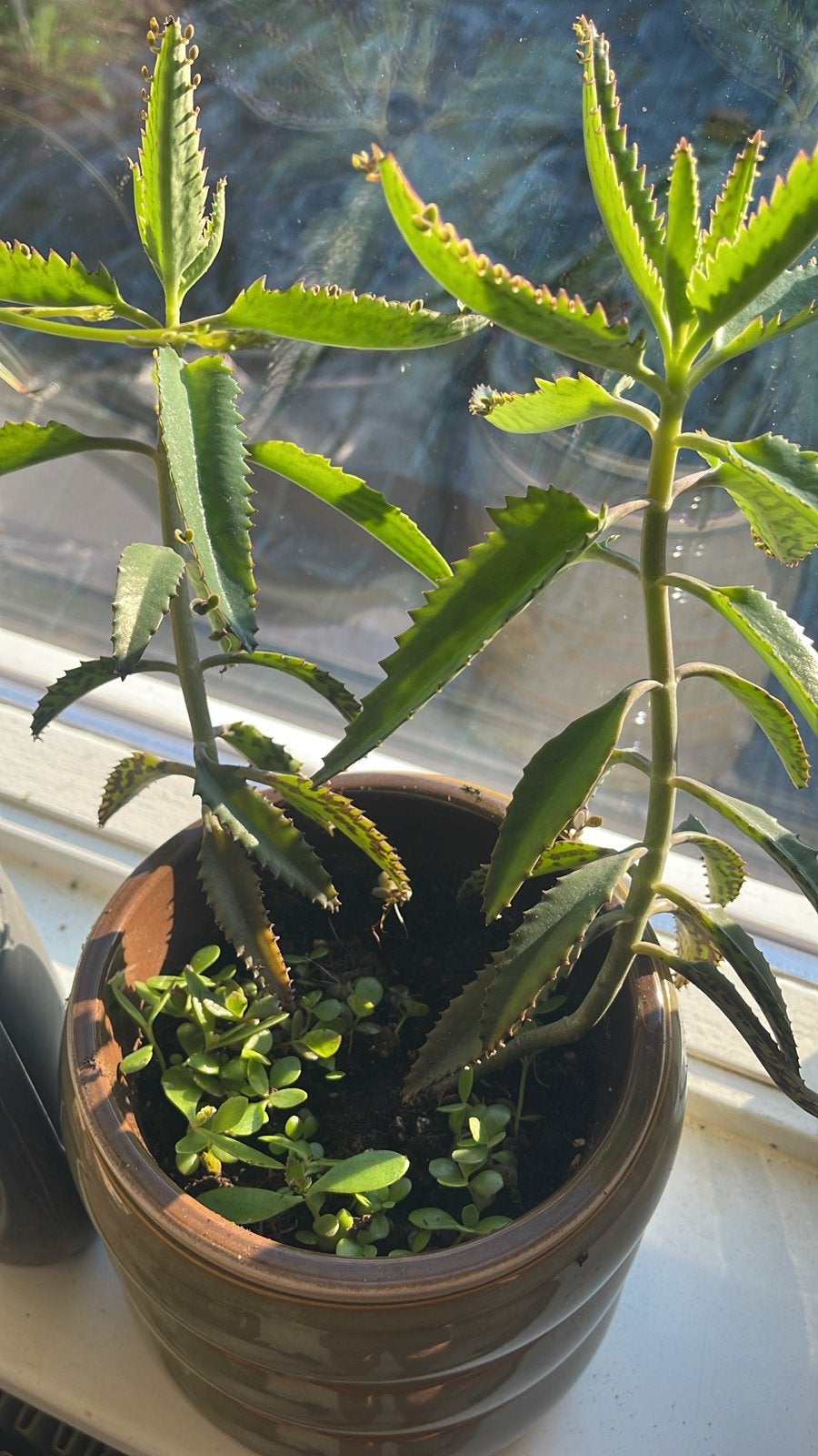 Stekjes van Kalanchoë daigremontiana ruilen, Huis en Inrichting, Kamerplanten, Ophalen, Overige soorten, Halfschaduw, In pot