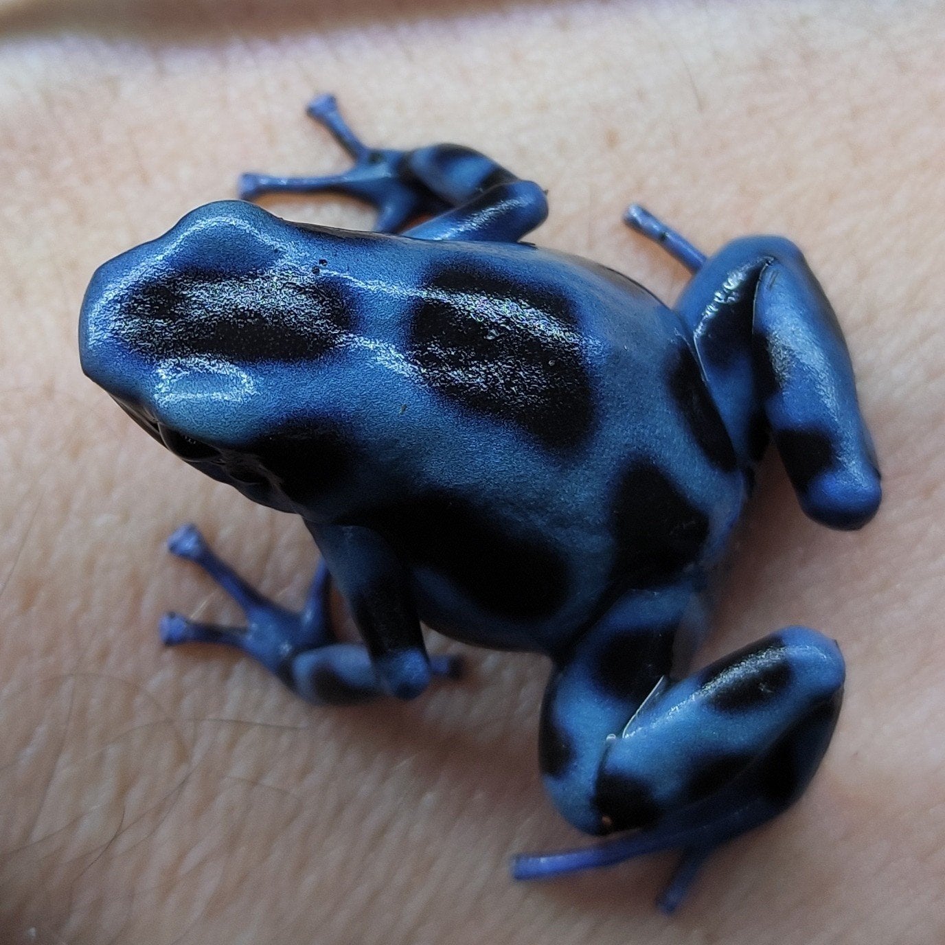 Dendrobates, prachtige gifkikkers, alle soorten voorradig Frog photo 2